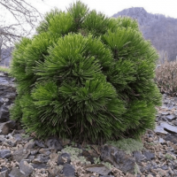 Сосна Гельдрейха 'Шмідті'